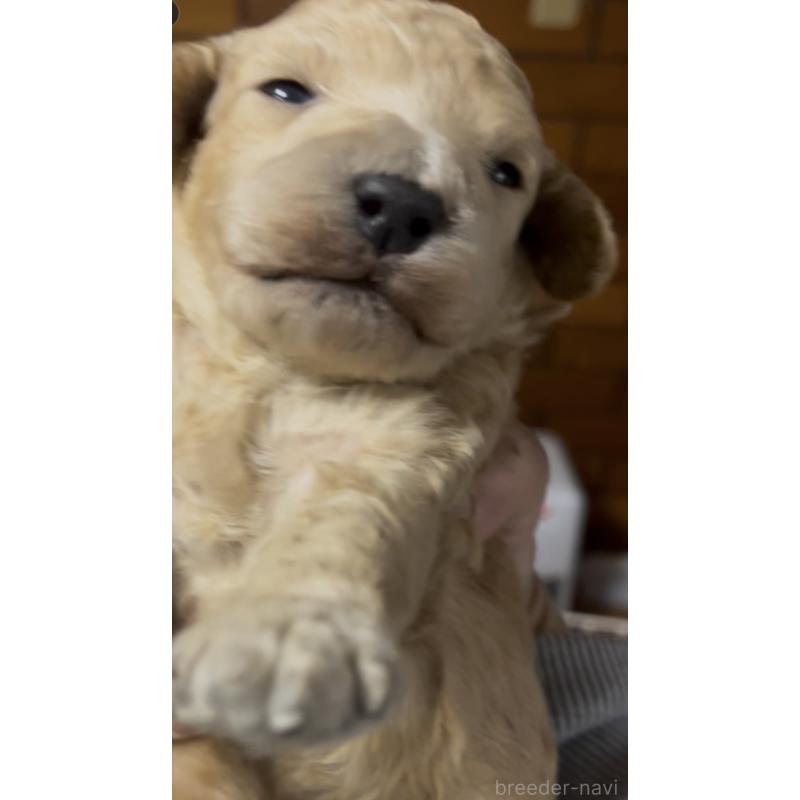 販売中の東京都のマルプー:マルチーズ×トイプードル-427268の7枚目