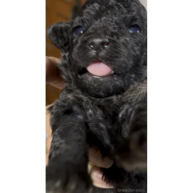 販売中の東京都のマルプー:マルチーズ×トイプードル-427269の10枚目