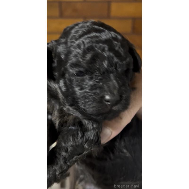 販売中の東京都のマルプー:マルチーズ×トイプードル-427269の9枚目