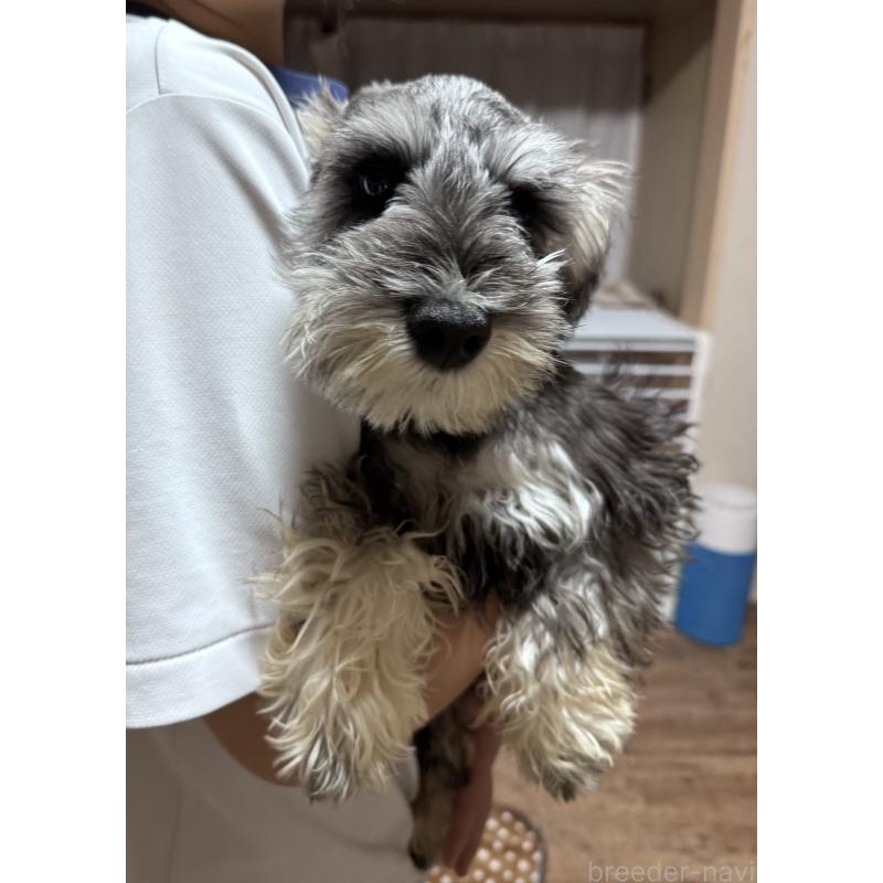 販売中の愛知県のミニチュアシュナウザー-421130の6枚目