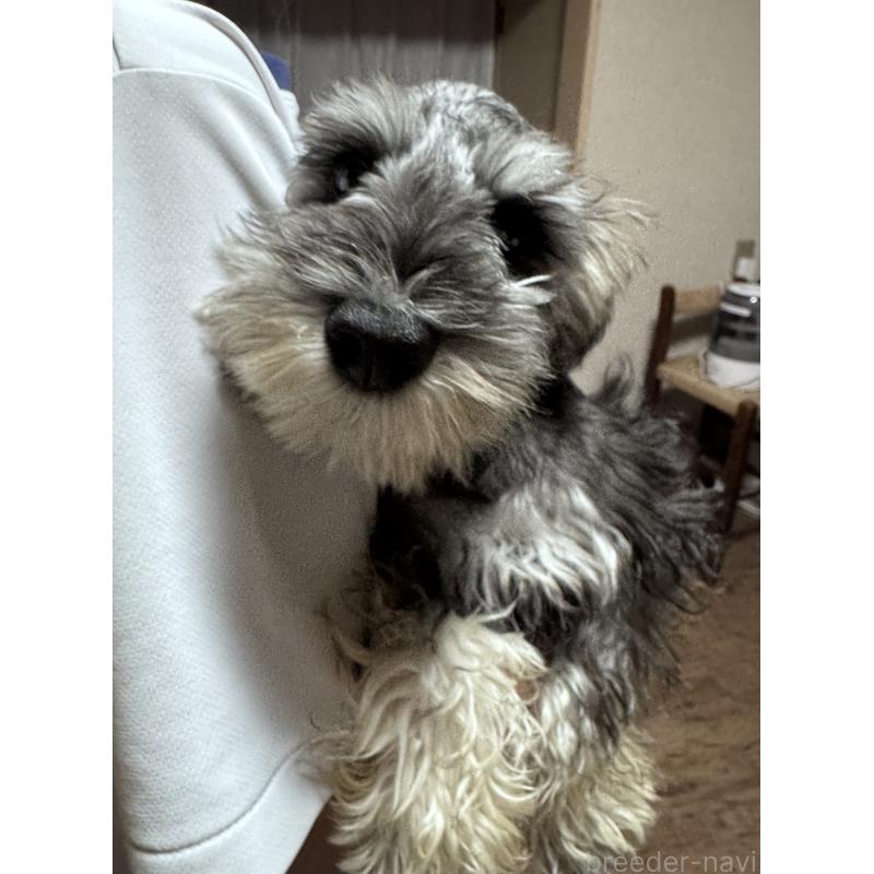 販売中の愛知県のミニチュアシュナウザー-421130の5枚目