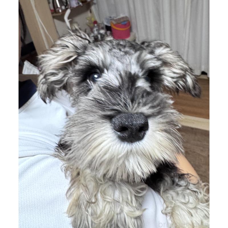 販売中の愛知県のミニチュアシュナウザー-421138の4枚目