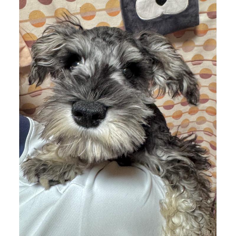 販売中の愛知県のミニチュアシュナウザー-421138の3枚目