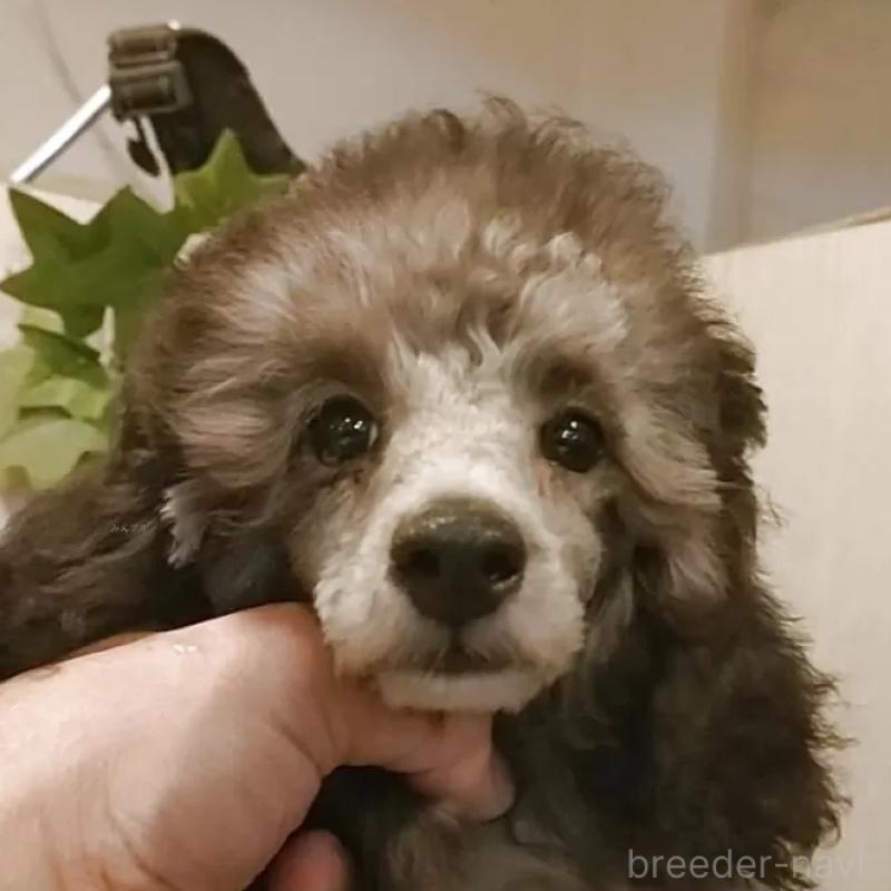 成約済の愛知県のティーカッププードル-415237の1枚目