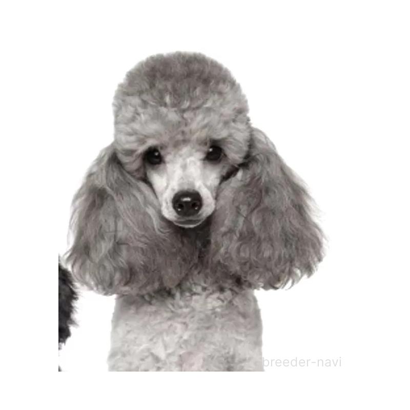 成約済の愛知県のティーカッププードル-415237の14枚目