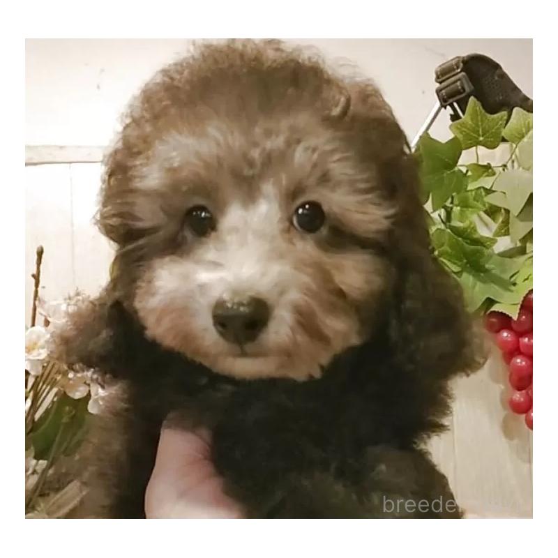 成約済の愛知県のティーカッププードル-415237の12枚目