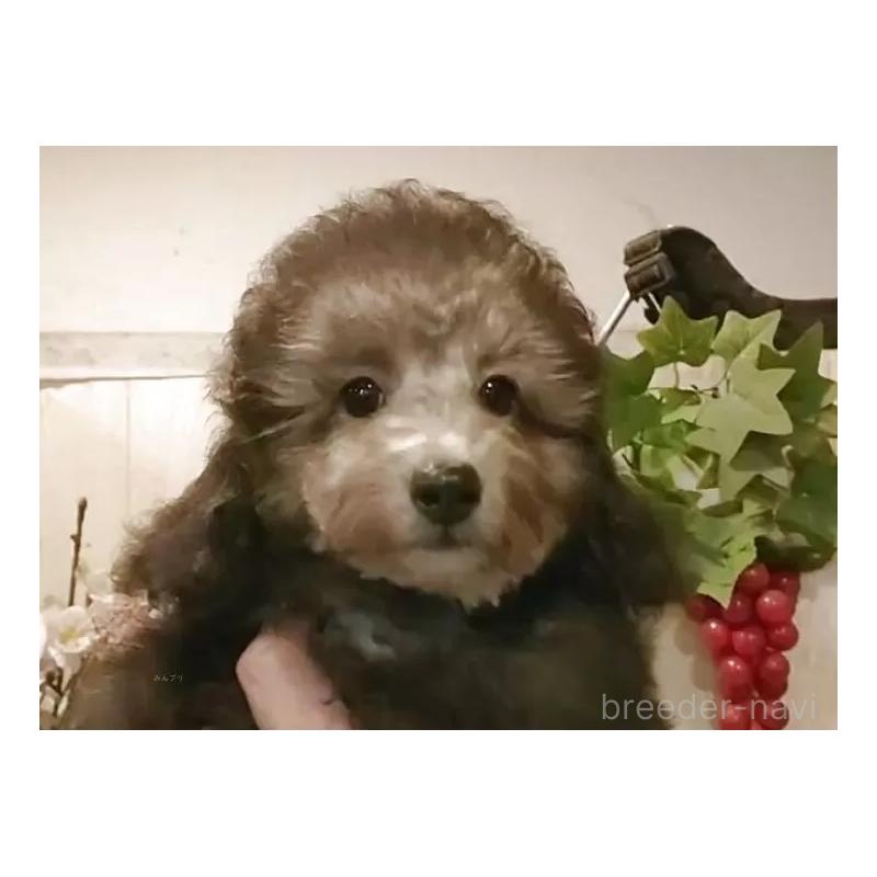 成約済の愛知県のティーカッププードル-415237の11枚目