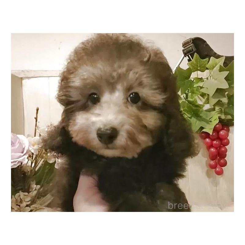 成約済の愛知県のティーカッププードル-415237の10枚目