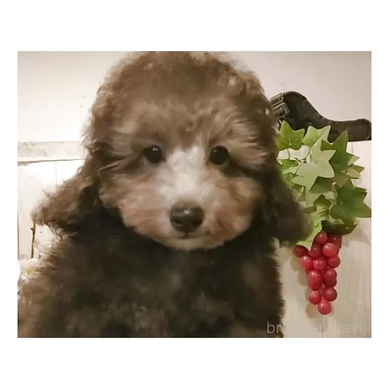 成約済の愛知県のティーカッププードル-415237の9枚目