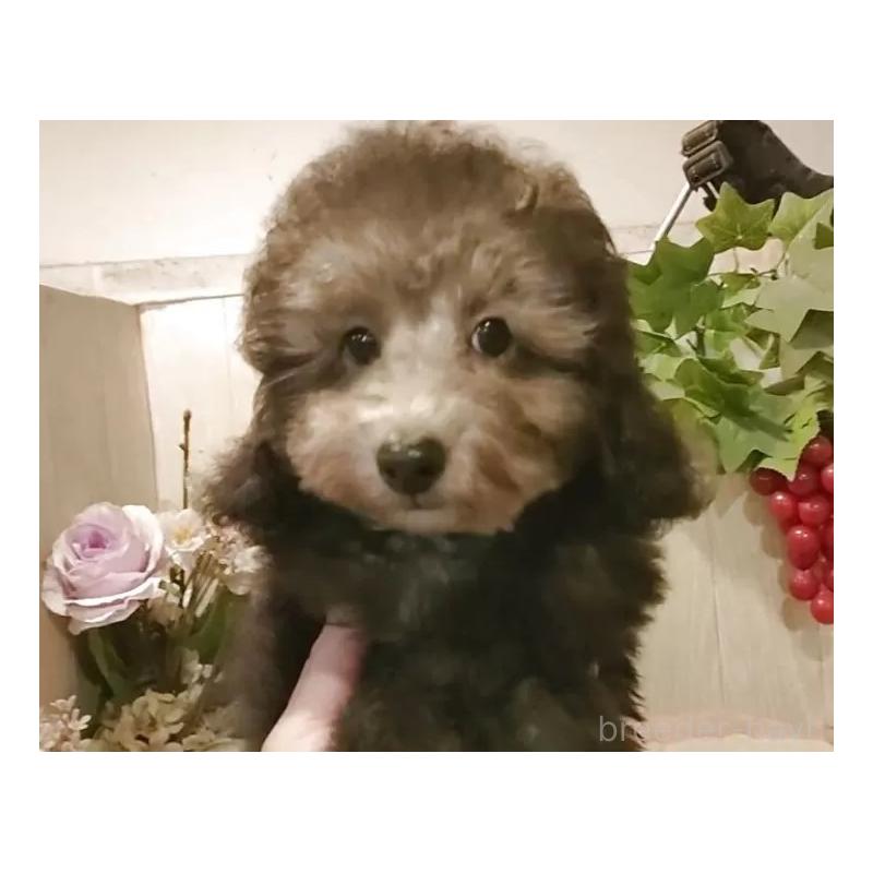 成約済の愛知県のティーカッププードル-415237の8枚目