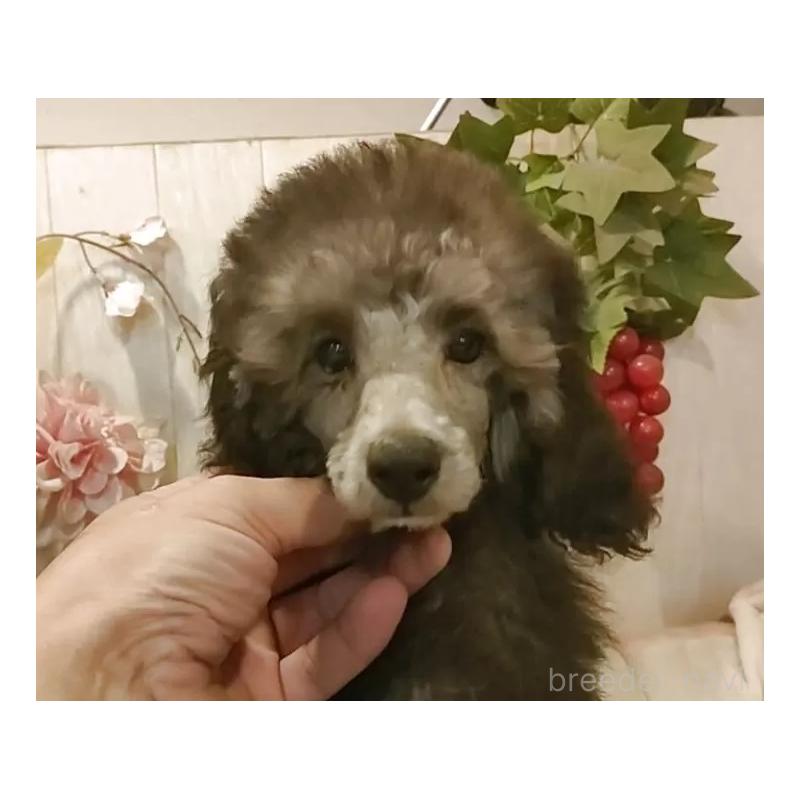 成約済の愛知県のティーカッププードル-415237の7枚目