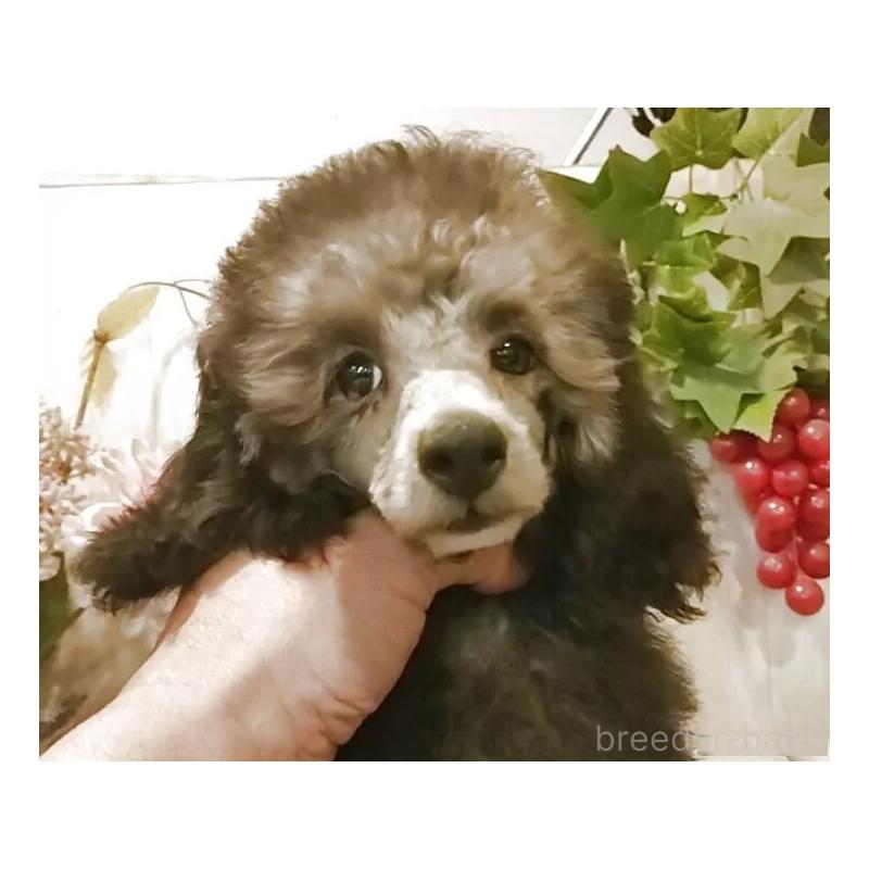 成約済の愛知県のティーカッププードル-415237の6枚目