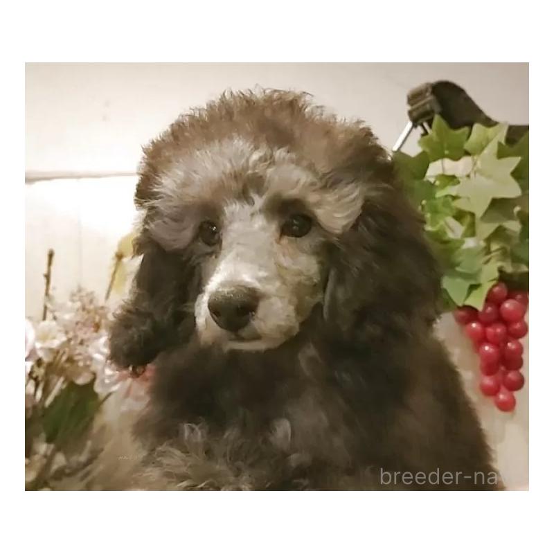 成約済の愛知県のティーカッププードル-415237の5枚目