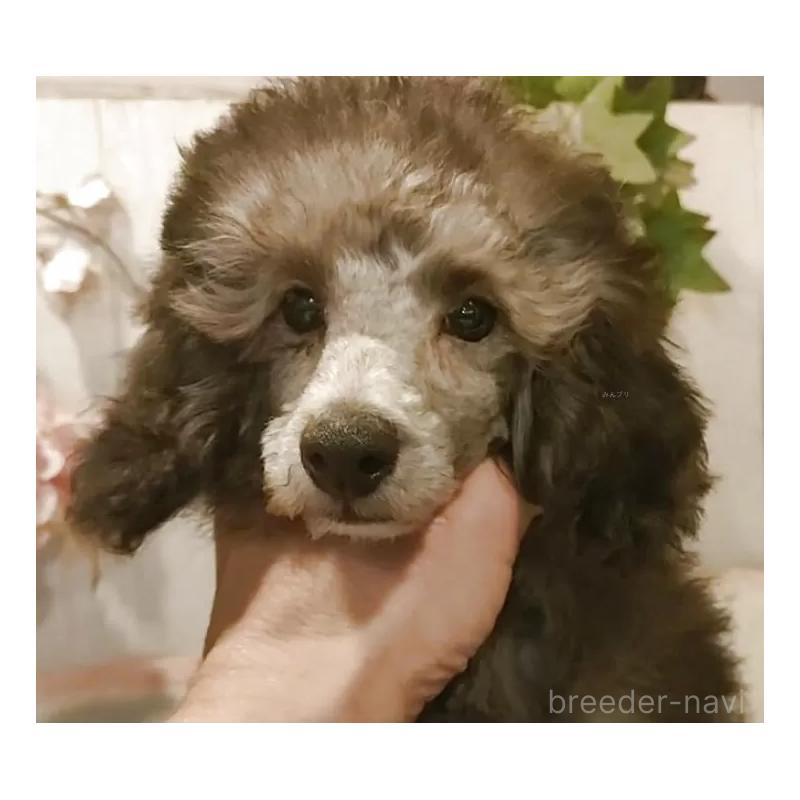 成約済の愛知県のティーカッププードル-415237の4枚目