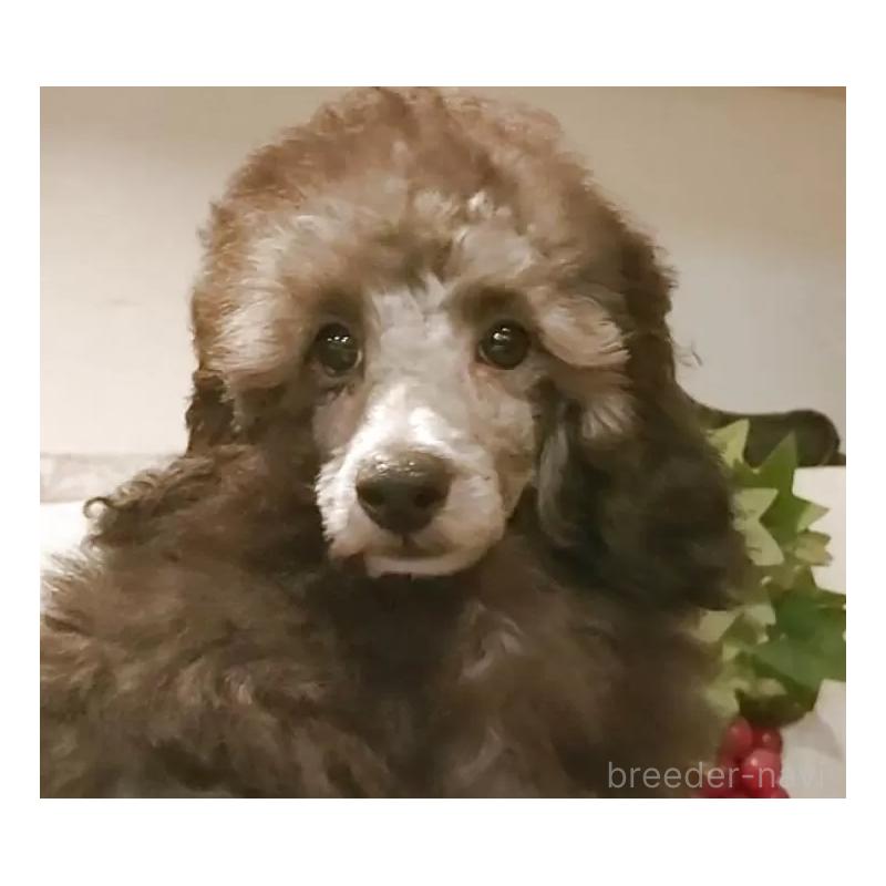 成約済の愛知県のティーカッププードル-415237の3枚目