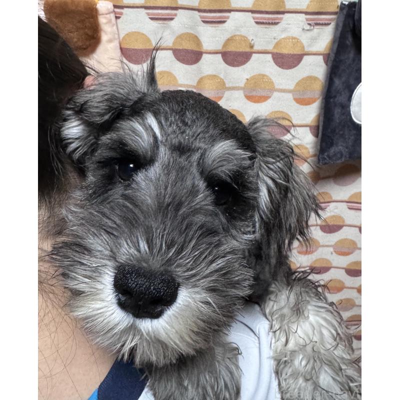 販売中の愛知県のミニチュアシュナウザー-421139の3枚目