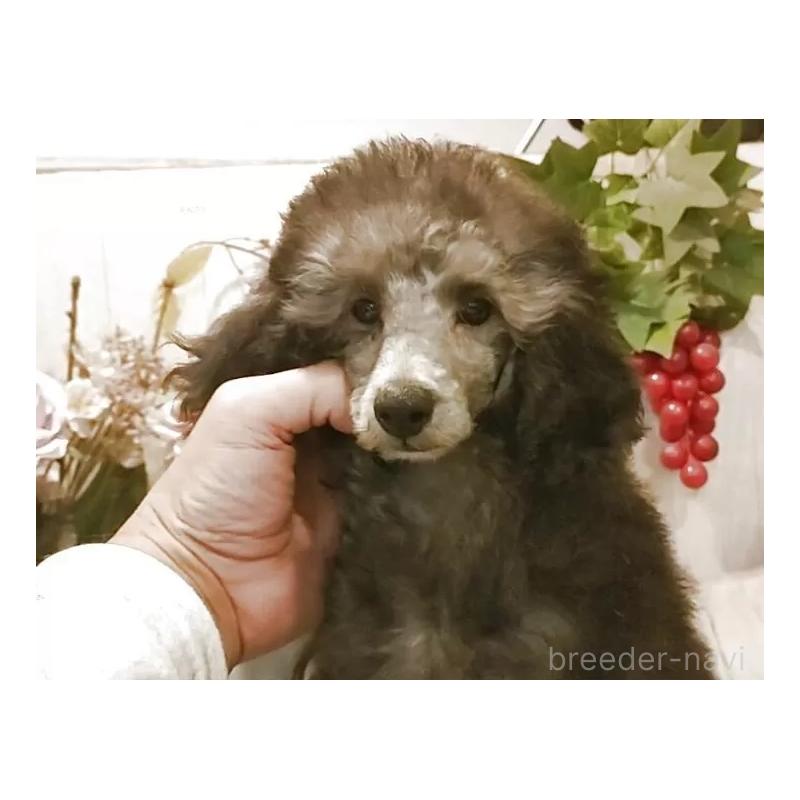 成約済の愛知県のティーカッププードル-415237の2枚目