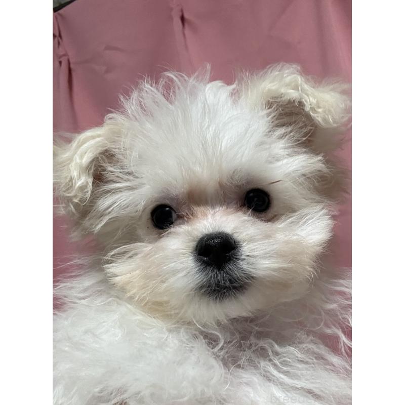 販売中の茨城県のマルプー:マルチーズ×トイプードル-419859の2枚目