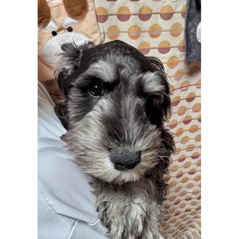 販売中の愛知県のミニチュアシュナウザー-421150の5枚目