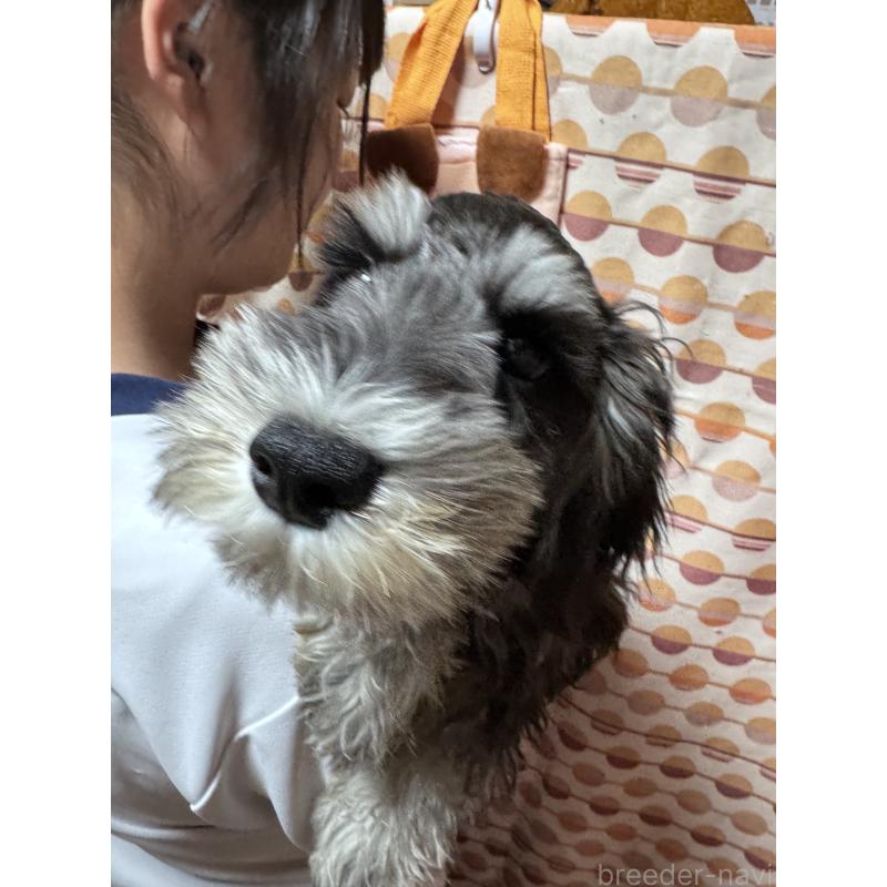 販売中の愛知県のミニチュアシュナウザー-421151の5枚目