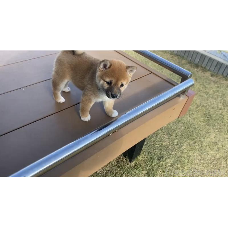 成約済の茨城県の豆柴-429412の6枚目