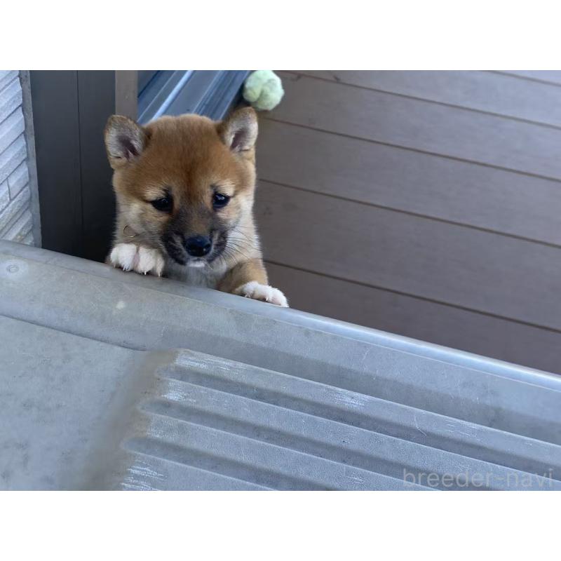 成約済の茨城県の豆柴-429412の5枚目