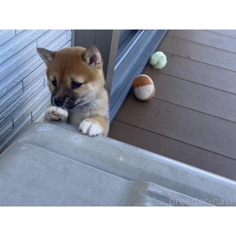 成約済の茨城県の豆柴-429412の4枚目