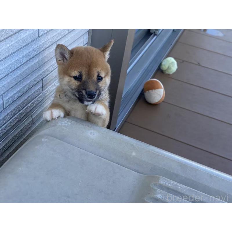 成約済の茨城県の豆柴-429412の3枚目