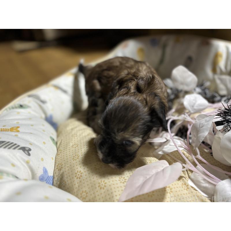 成約済の千葉県のチャイニーズクレステッドドッグ-428104の6枚目