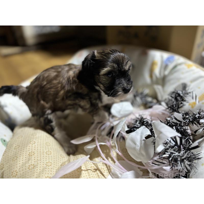 成約済の千葉県のチャイニーズクレステッドドッグ-428104の5枚目