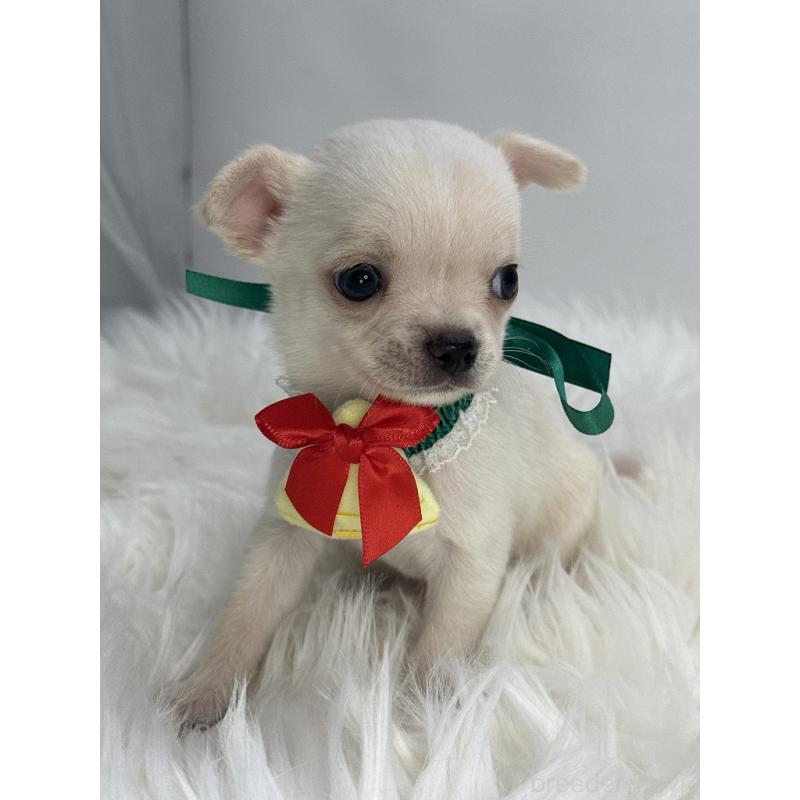 販売中の京都府のチワワ(スムースコート)-429413の4枚目