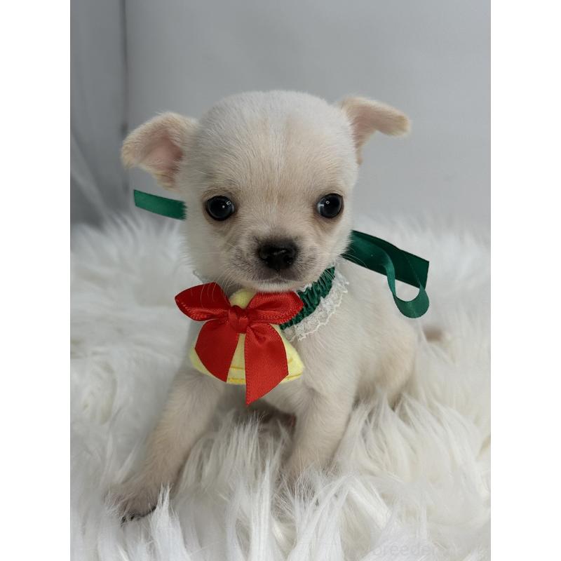 販売中の京都府のチワワ(スムースコート)-429413の3枚目