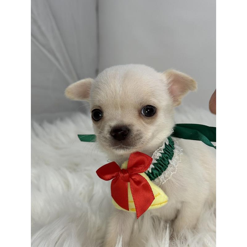 販売中の京都府のチワワ(スムースコート)-429413の2枚目