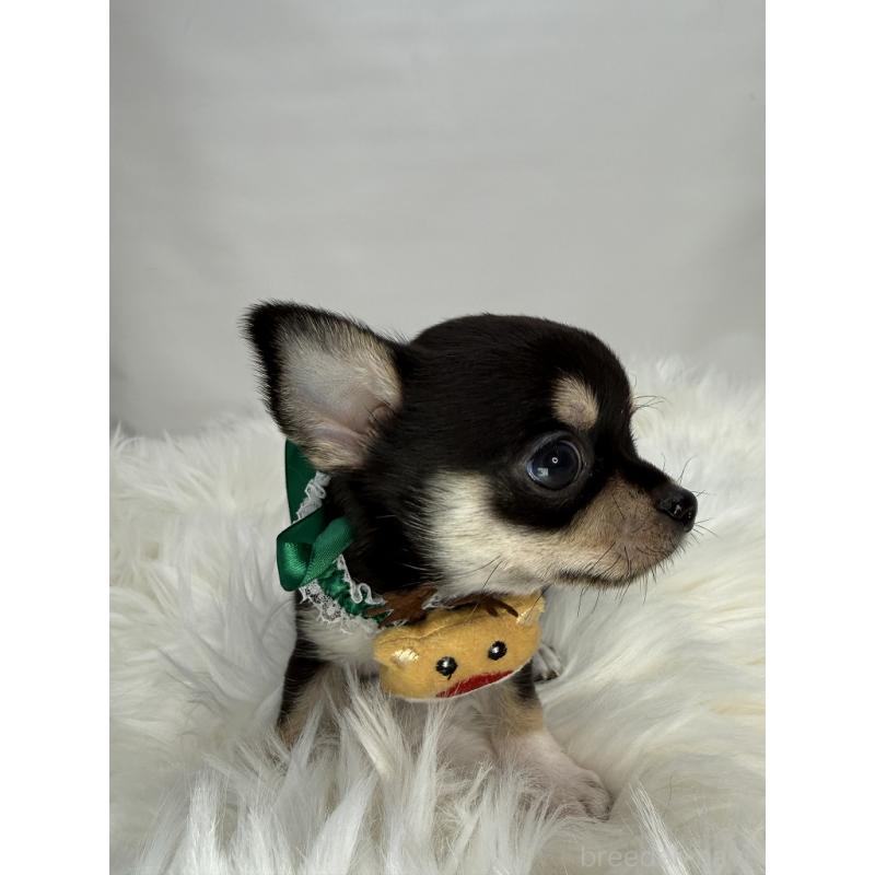 販売中の京都府のチワワ(スムースコート)-429414の3枚目