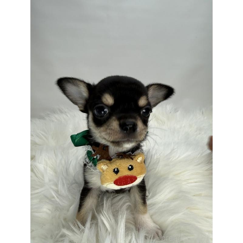 販売中の京都府のチワワ(スムースコート)-429414の4枚目