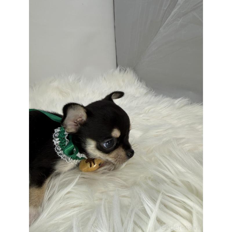 販売中の京都府のチワワ(スムースコート)-429414の2枚目