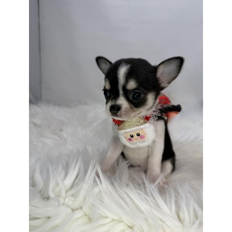 販売中の京都府のチワワ(スムースコート)-429415の4枚目