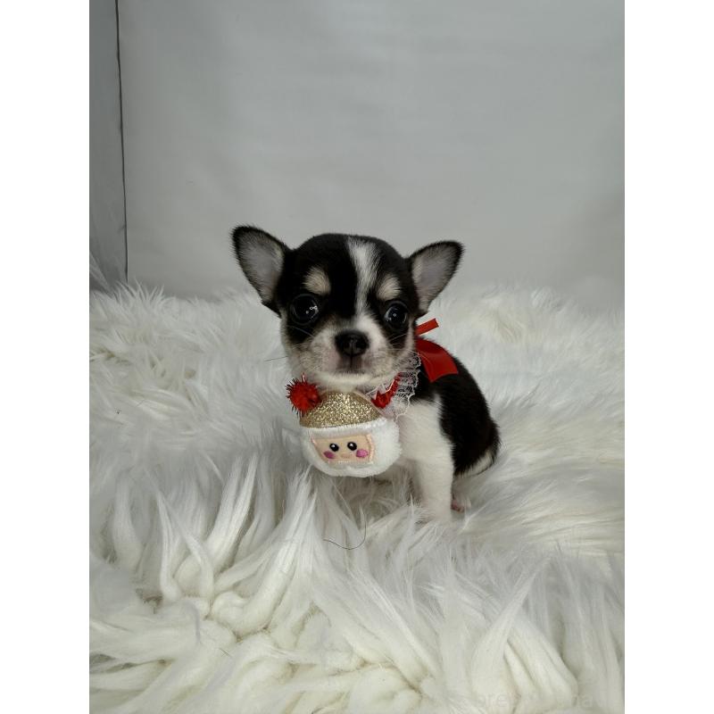 販売中の京都府のチワワ(スムースコート)-429415の3枚目