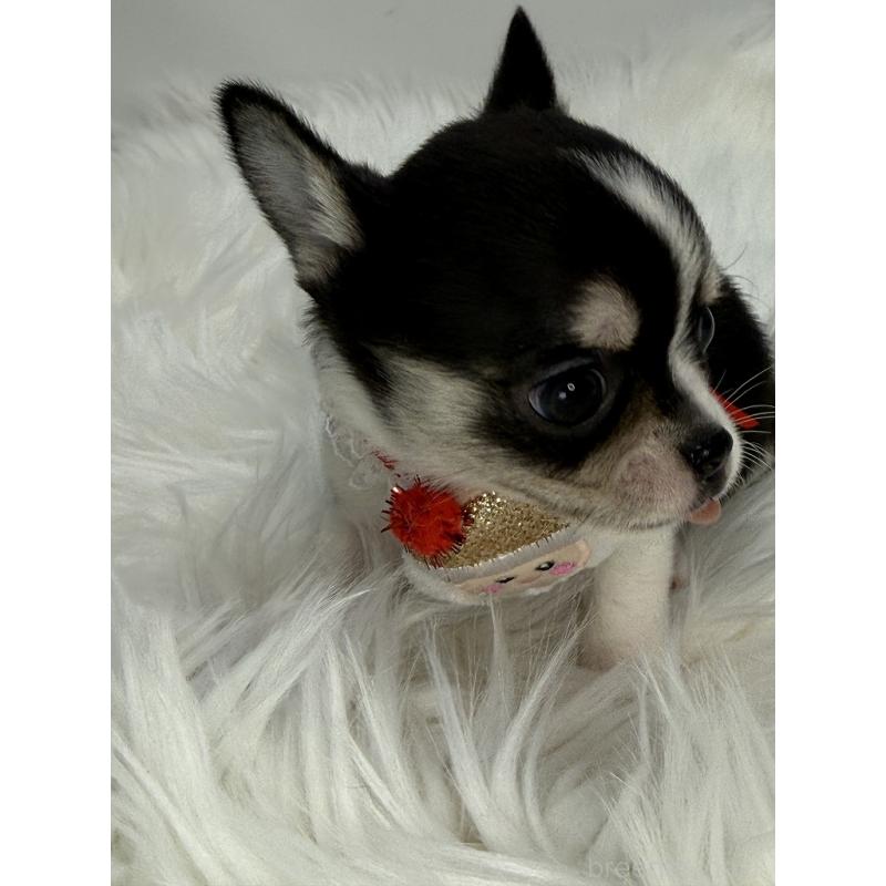 販売中の京都府のチワワ(スムースコート)-429415の2枚目