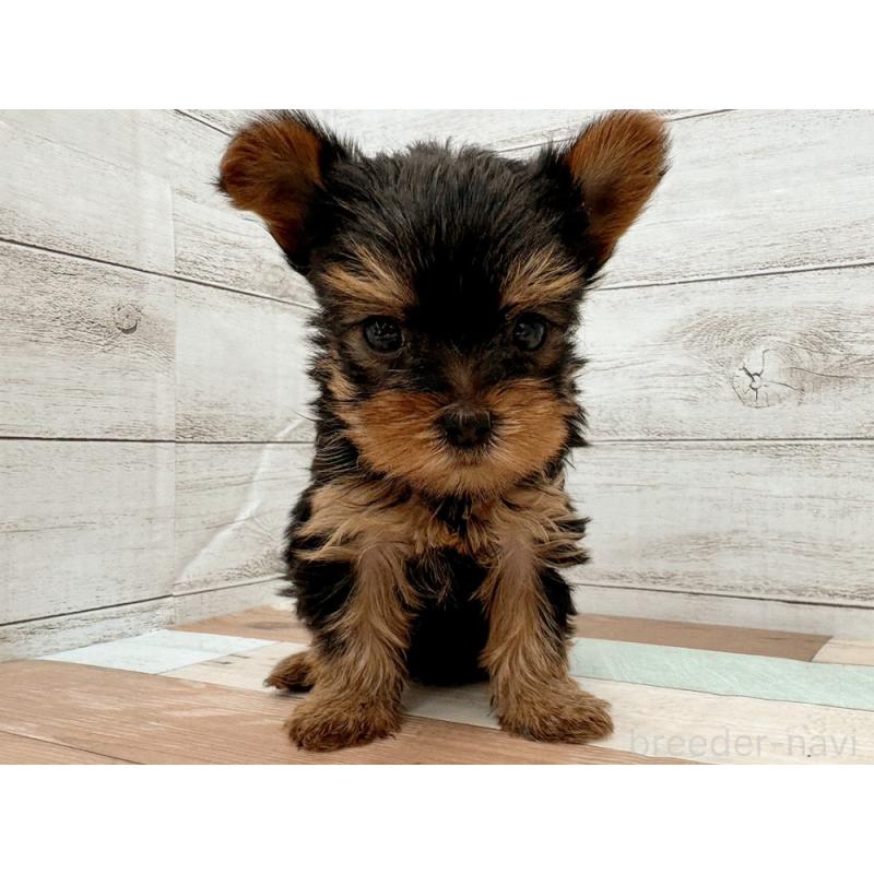 販売中の新潟県のヨークシャーテリア-429179の5枚目