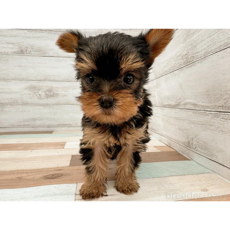 販売中の新潟県のヨークシャーテリア-429179の4枚目