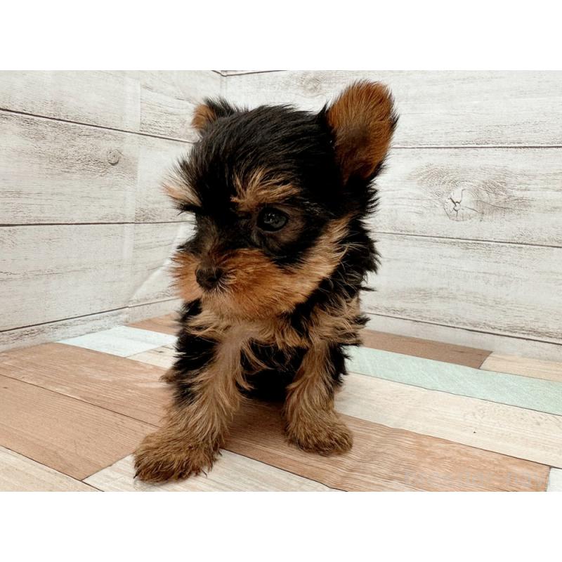 販売中の新潟県のヨークシャーテリア-429179の3枚目