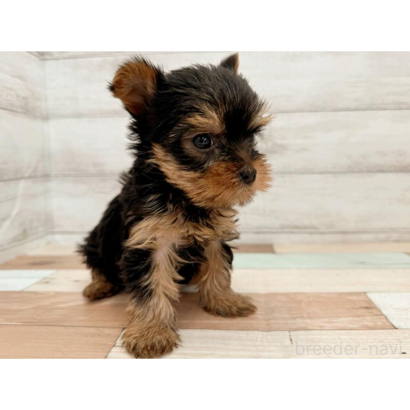 販売中の新潟県のヨークシャーテリア-429179の2枚目