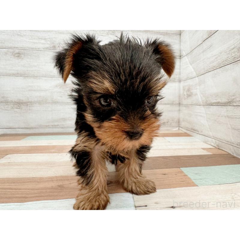 販売中の新潟県のヨークシャーテリア-429180の5枚目