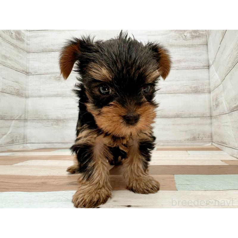 販売中の新潟県のヨークシャーテリア-429180の4枚目