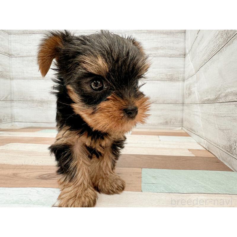 販売中の新潟県のヨークシャーテリア-429180の3枚目