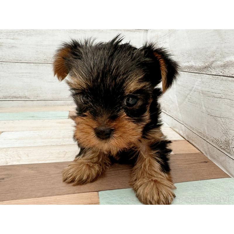 販売中の新潟県のヨークシャーテリア-429180の2枚目