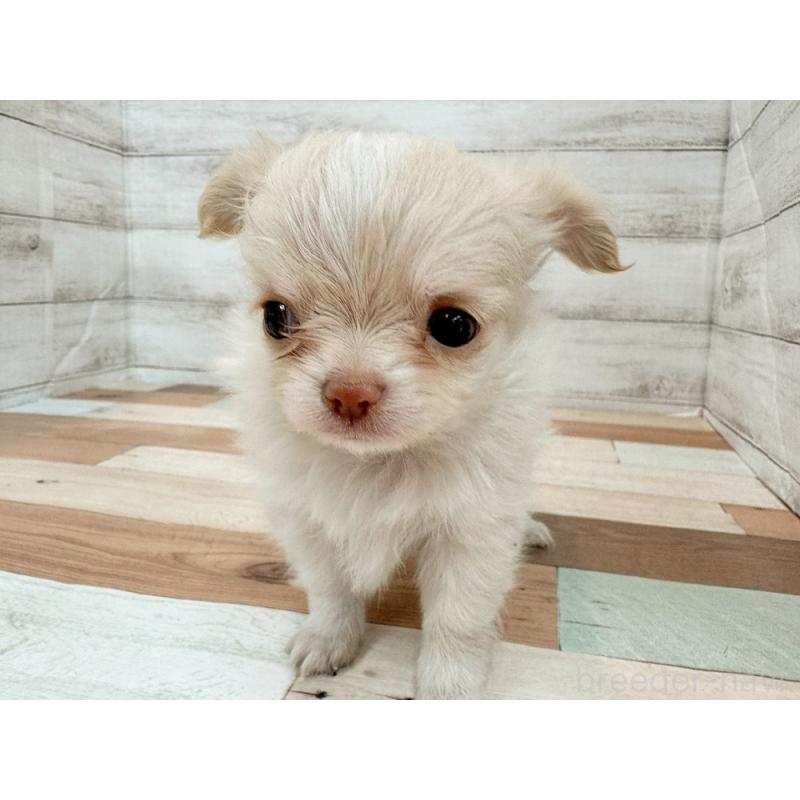 販売中の新潟県のチワワ(ロングコート)-429181の5枚目