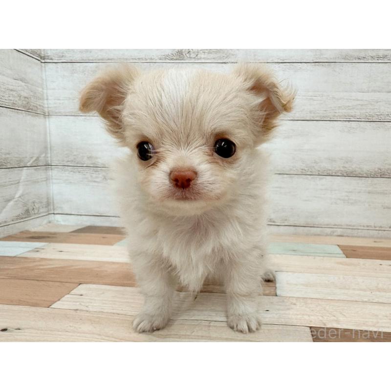 販売中の新潟県のチワワ(ロングコート)-429181の4枚目