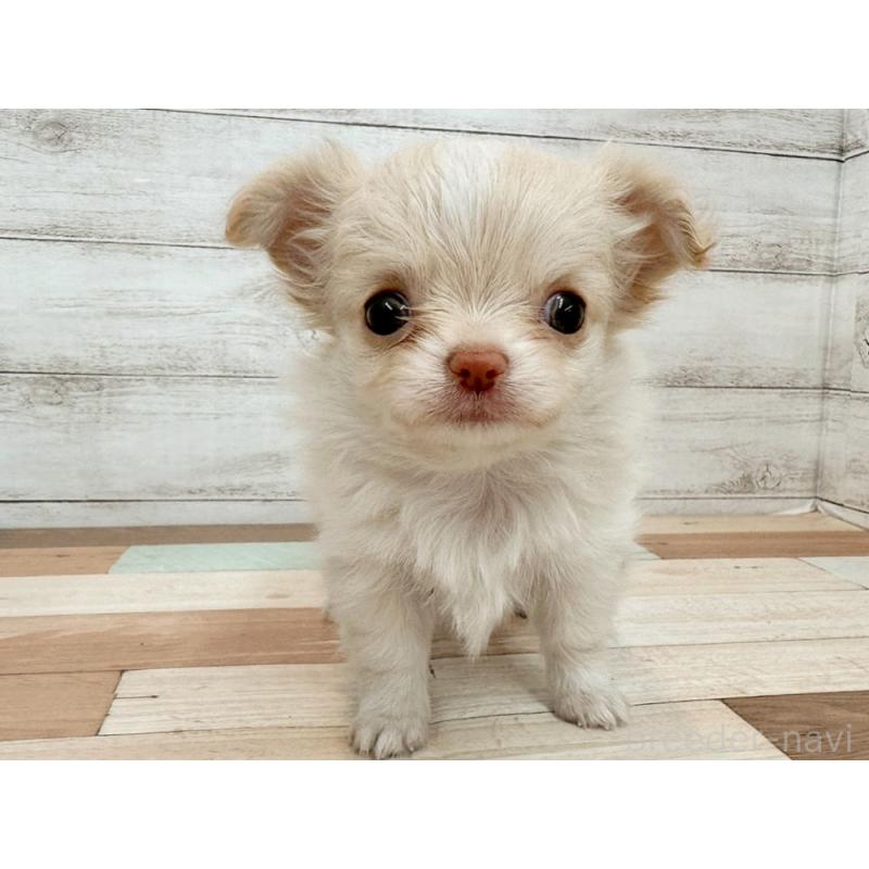 販売中の新潟県のチワワ(ロングコート)-429181の3枚目